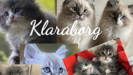 Klaraborg - Neva Masquerade och Sibiriska katter